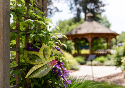 Clematis in garden